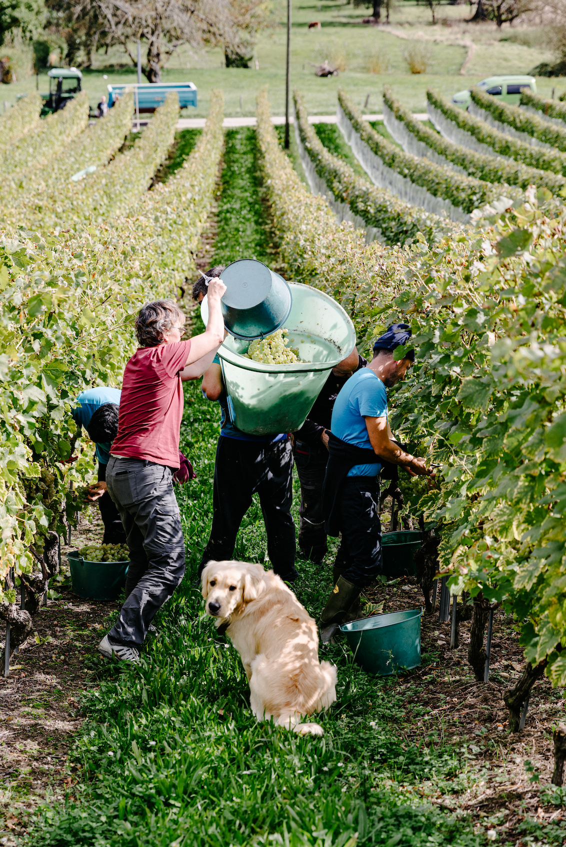 PEREY Vignerons-Encaveurs - Vufflens-le-Château et Echandens