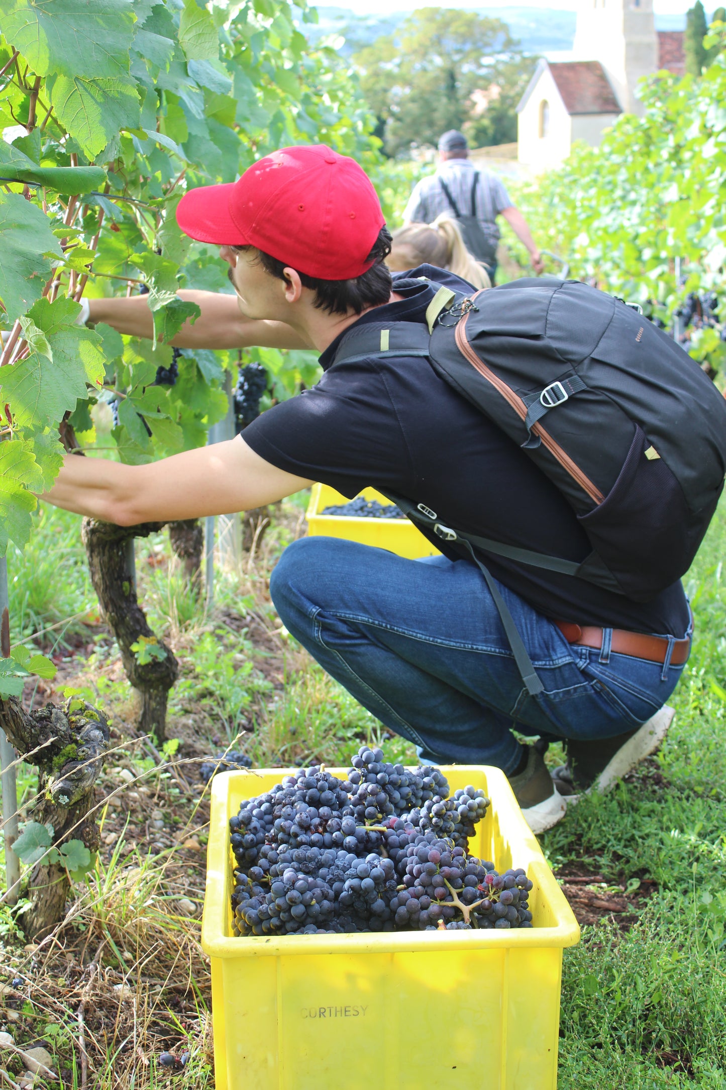 Cave des Viticulteurs de Bonvillars