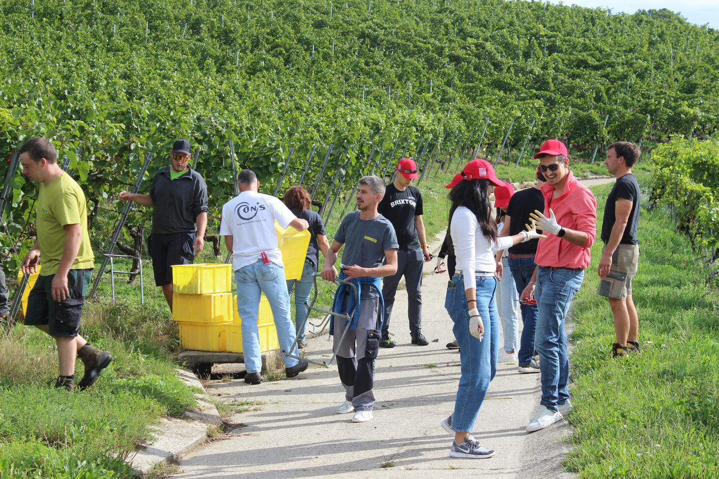 Cave des Viticulteurs de Bonvillars