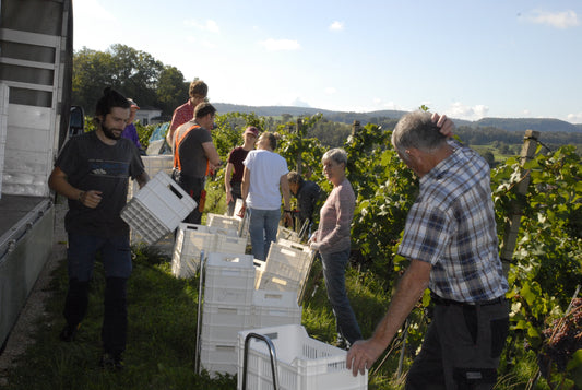 Weinbaugenossenschaft Döttingen