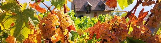 Domaine Pierre Fonjallaz