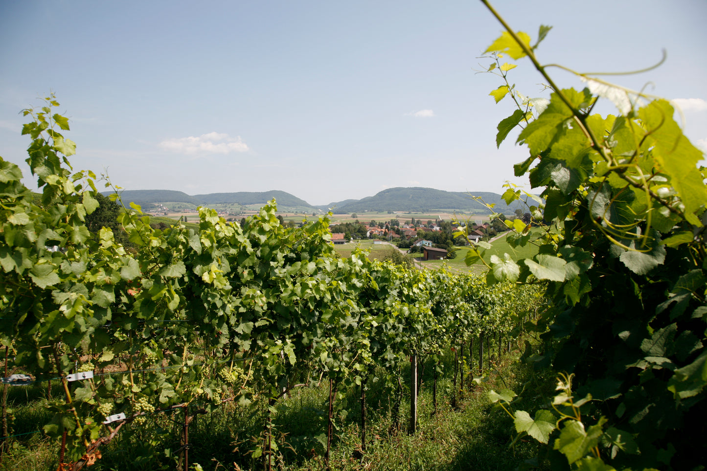 Weingut Fam Waldmeier & Fasshotel