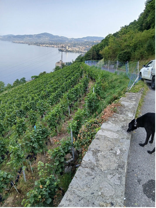 La Viticole - Gaillard vignes