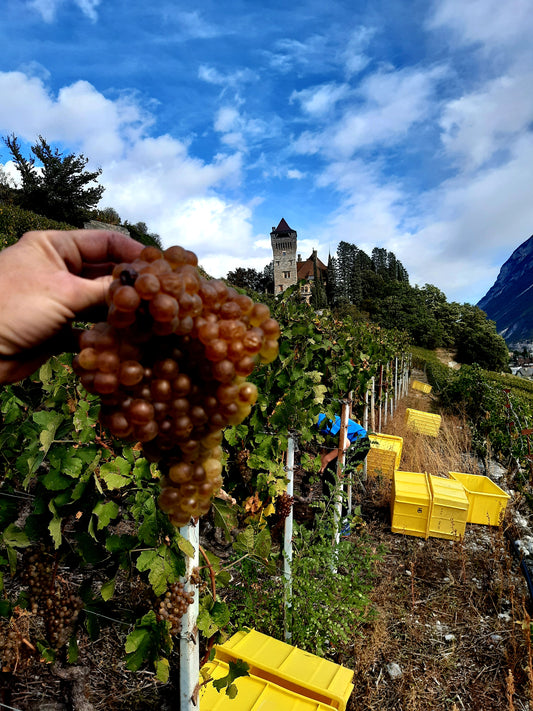 Le Vin de l'A