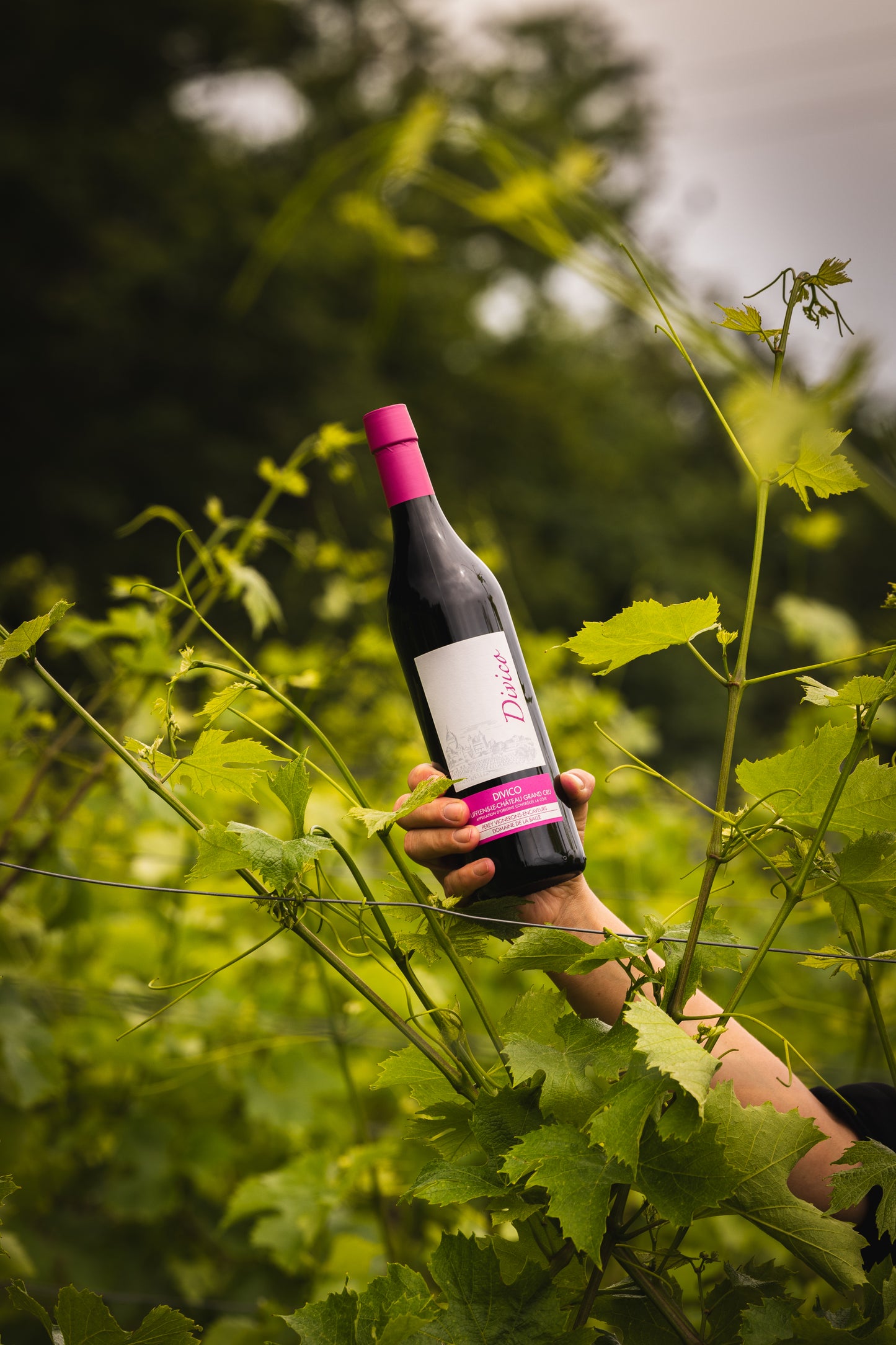 PEREY Vignerons-Encaveurs - Vufflens-le-Château et Echandens